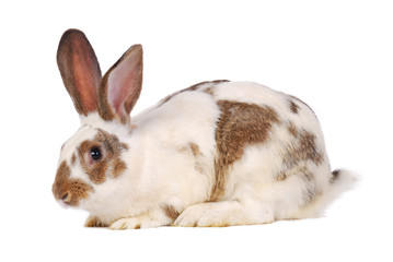 One live rabbit on the white