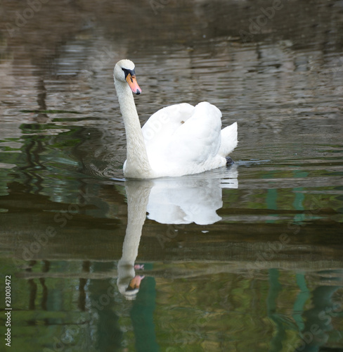 Wallpaper Mural Swan in pond Torontodigital.ca