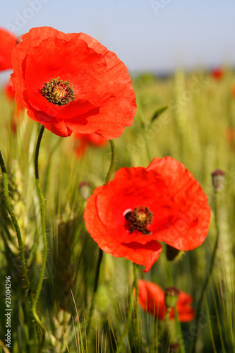 Wild Poppy