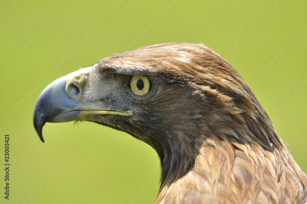Fotografie Águila real de perfil.