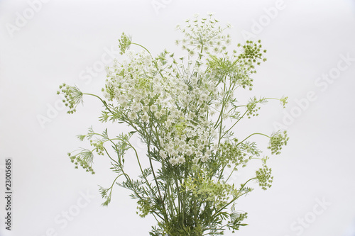 ホワイトレース