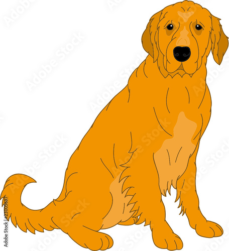 vector Labrador retriever cream isolated on background