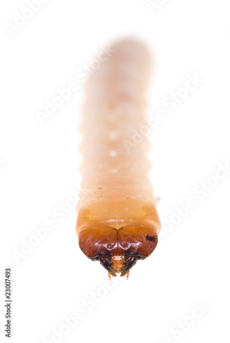 Photography woodworm