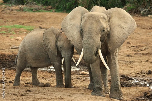 African Elephants