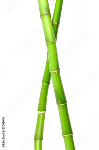 Fototapeta Naklejka Na Ścianę i Meble -  Isolated lucky bamboo stem