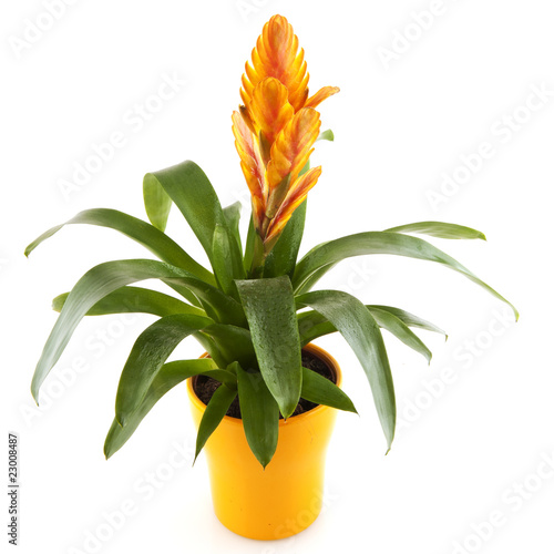 Slika na platnu Bromeliad