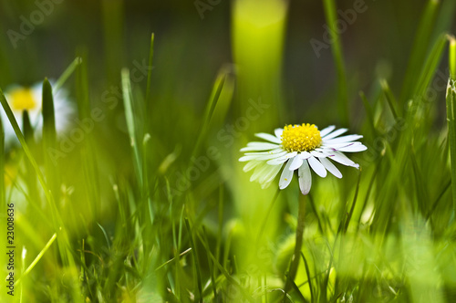 Daisy in grass