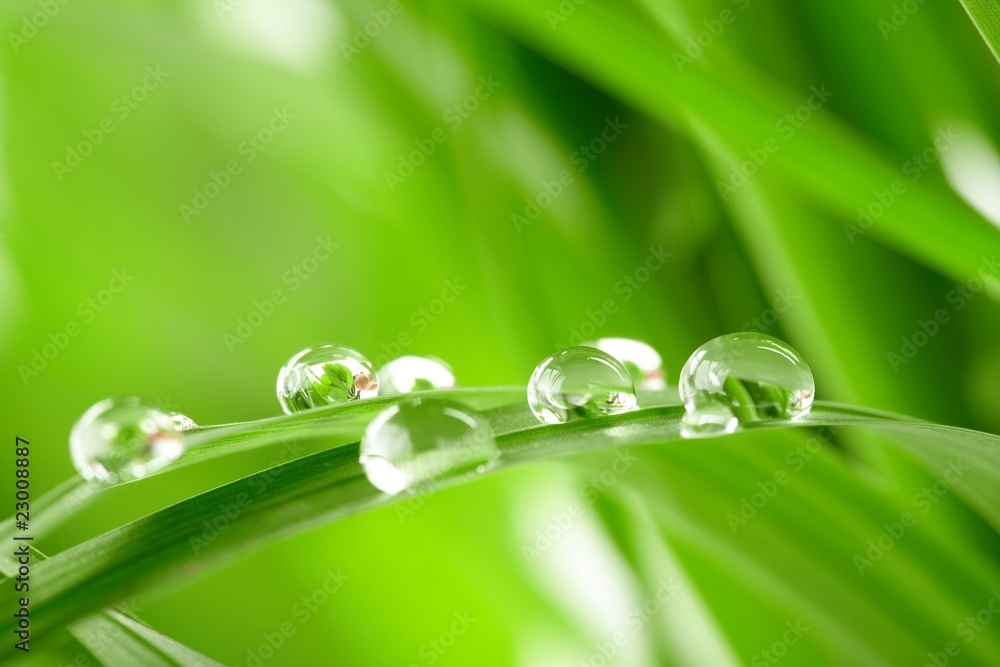 Fotografie water drops on the green grass