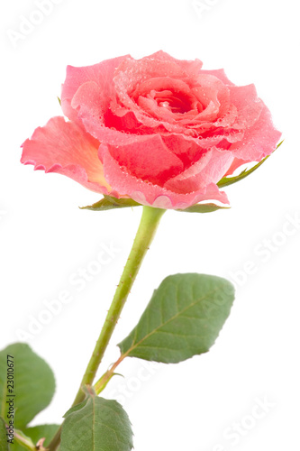 Fresh pink rose