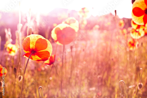 Fototapeta Naklejka Na Ścianę i Meble -  Poppy Fields