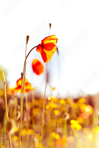 Fototapeta Naklejka Na Ścianę i Meble -  Poppy Fields