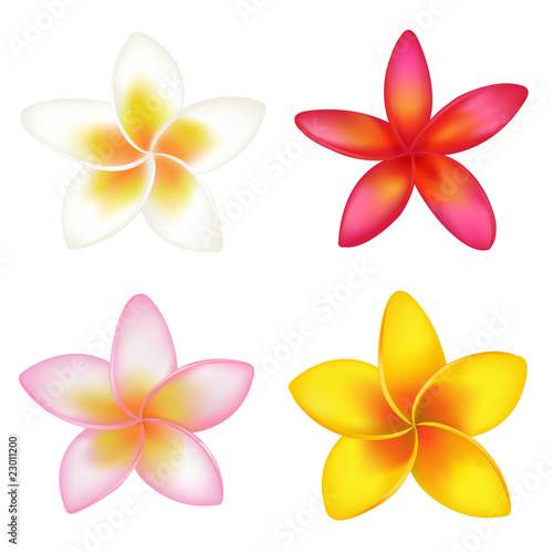 4 Fragipani