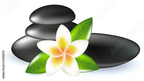 Fragipani With Leaves And Stones