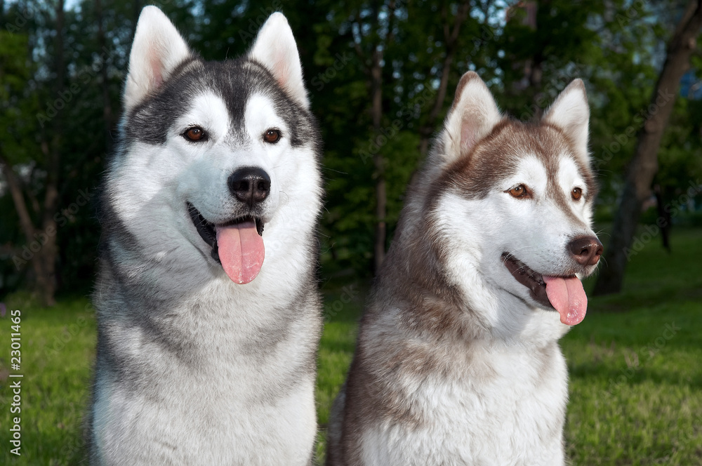 pair of husky dogs outdoors