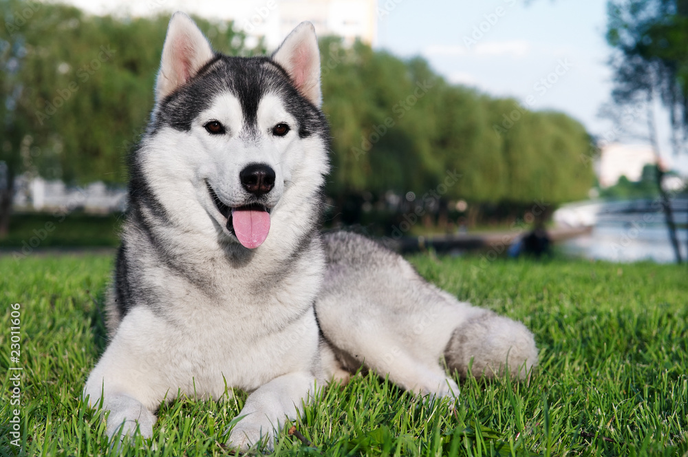 husky dog on green grass husky dog on green grass