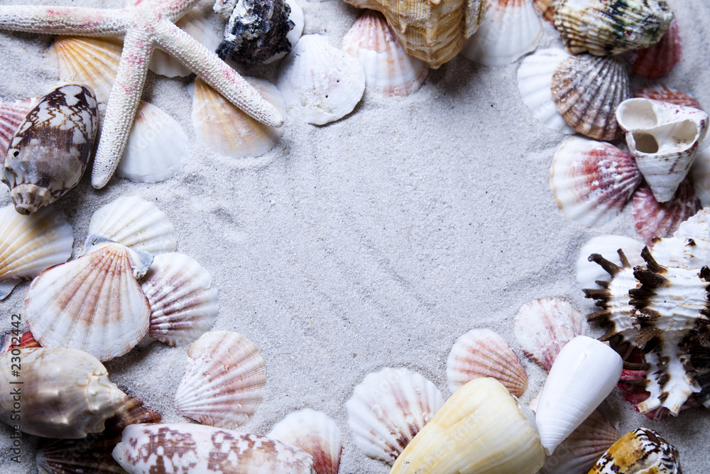 Fototapeta premium Messages between sands and shells