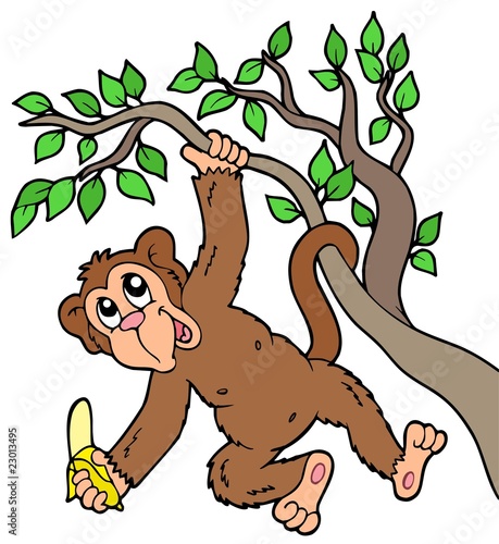Monkey with banana on tree