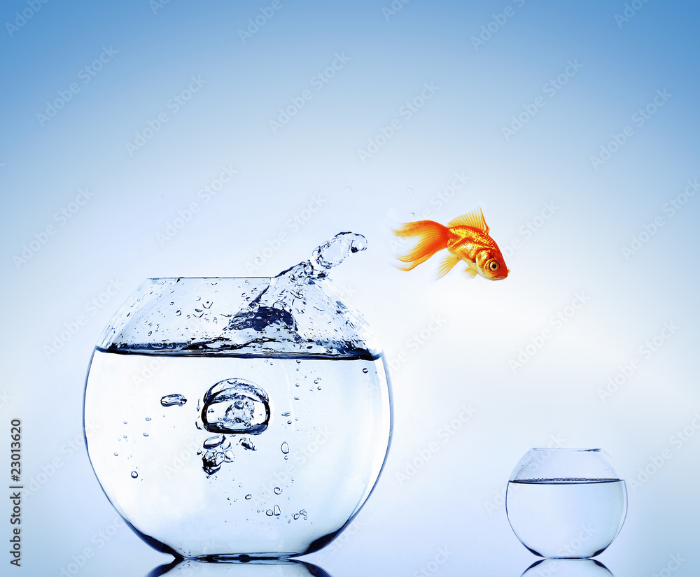 Goldfish Goldfish