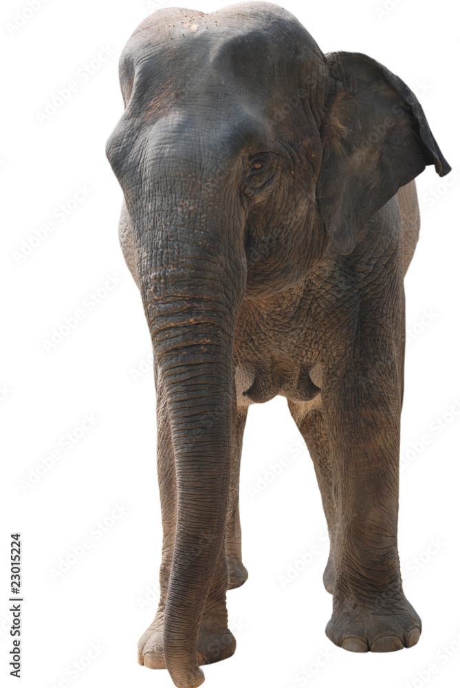 Naklejka premium wild animal elephant