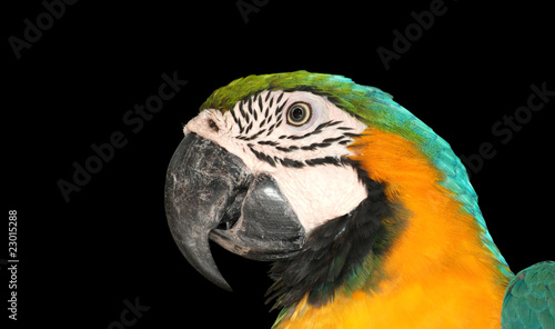 parrot macaw bird
