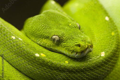 green tree python dark