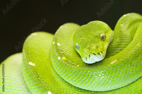 green tree python eyes