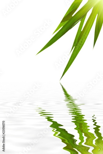 Zen bamboo with sun and reflection in the water