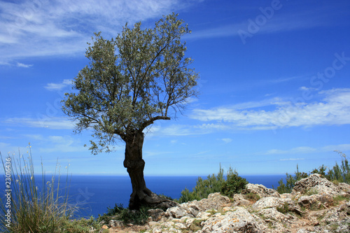 olive tree 2010
