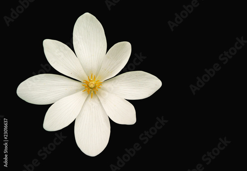 Bloodroot flower (Sanguinaria canadensis) isolated on black photo