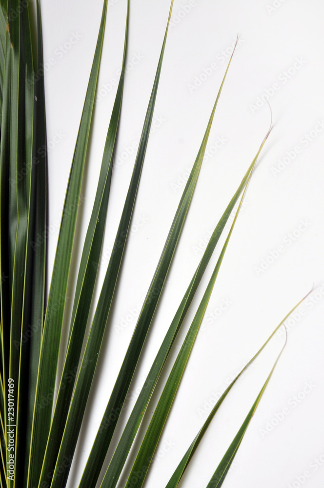 Naklejka premium coconut Leaves