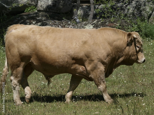 Toro en la provincia de Madrid