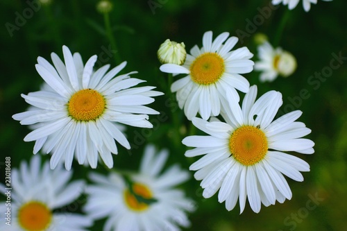 marguerite