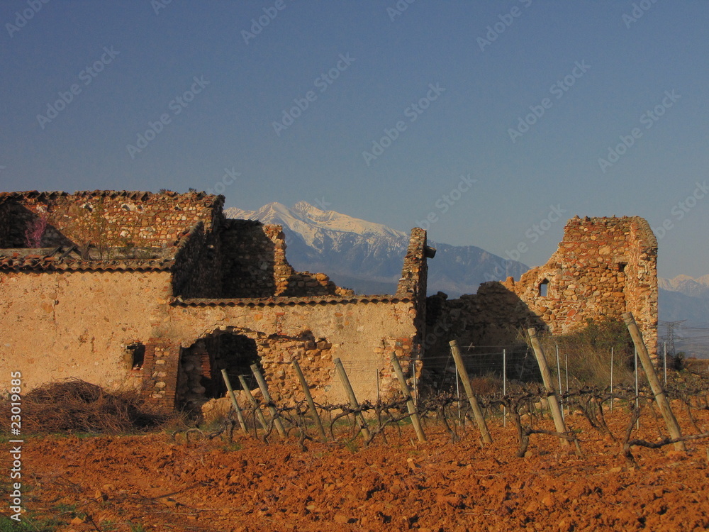 Pieds de Vignes et Neiges sur le Canigou ; Pyrénées Orientales
