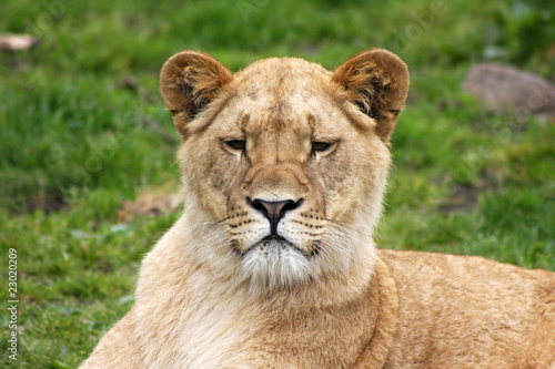 african lioness © fotografie4you.eu