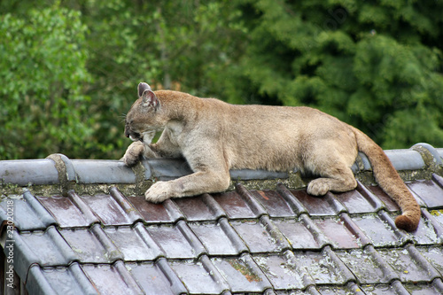 mountain lion resting on a roof