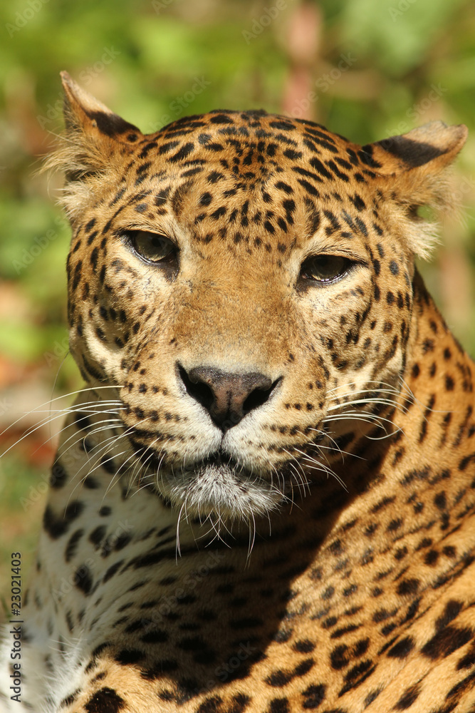 Fototapeta premium Portrait of a leopard
