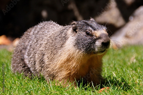 The Yellow Bellied Marmot photo