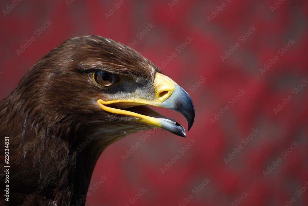 Fototapeta premium Águila real