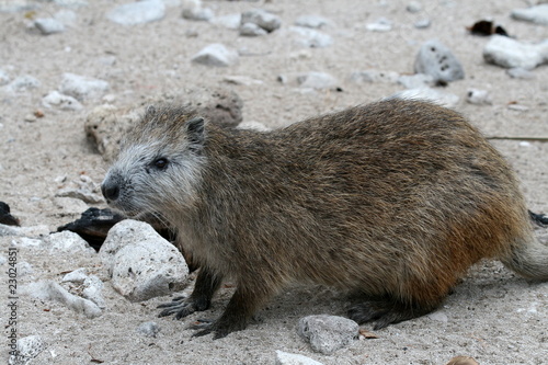 Photography Cuban Hutia