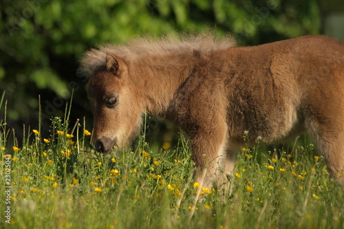 Obraz na plátně Falabellafohlen in Blumenwiese
