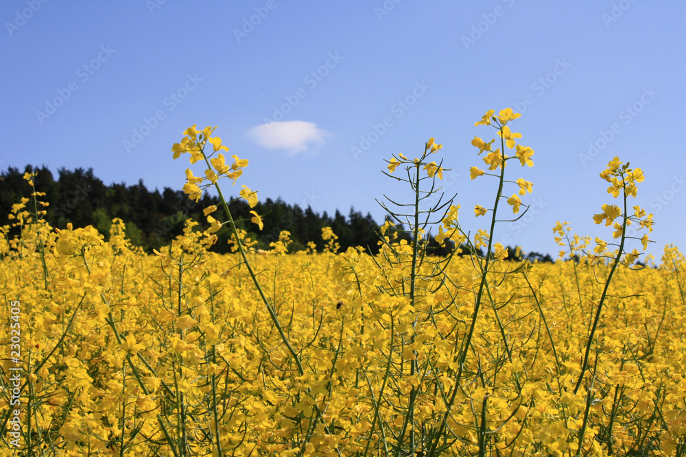 Obraz premium beautiful rape field ©