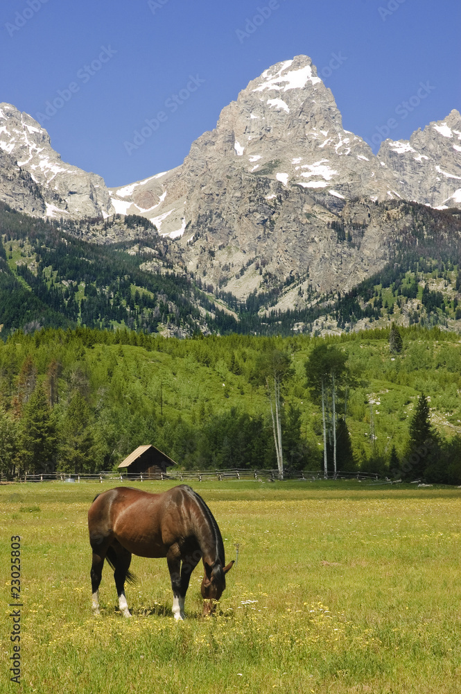 horse in a paddock at the base of the Tetons