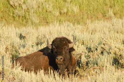 Fototapeta Naklejka Na Ścianę i Meble -  American Buffalo