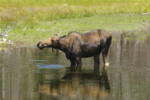 Cow Moose feeding