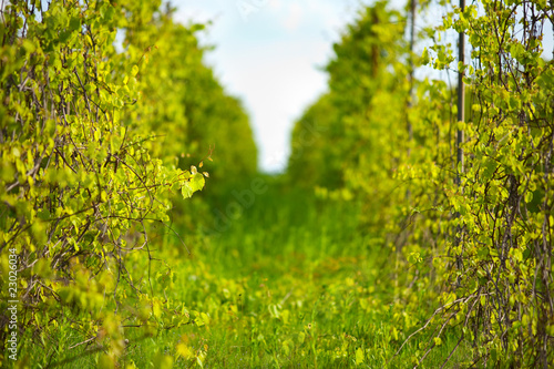 Winery, shallow focus