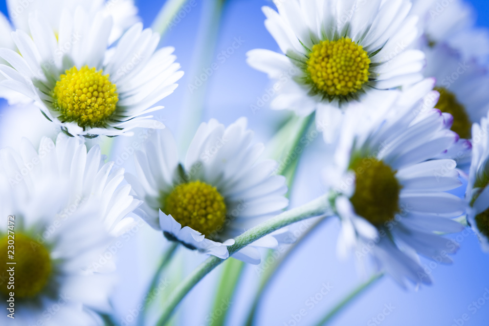 Obraz premium Daisies