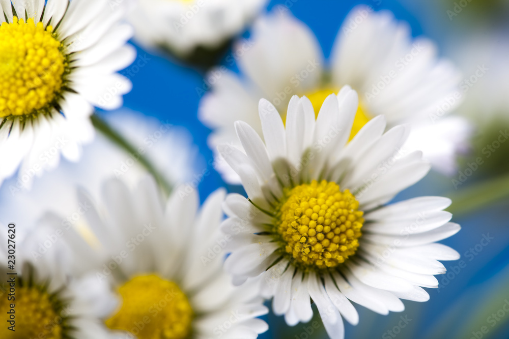 Fototapeta premium Daisies