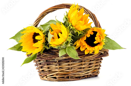 Sunflowers in a basket