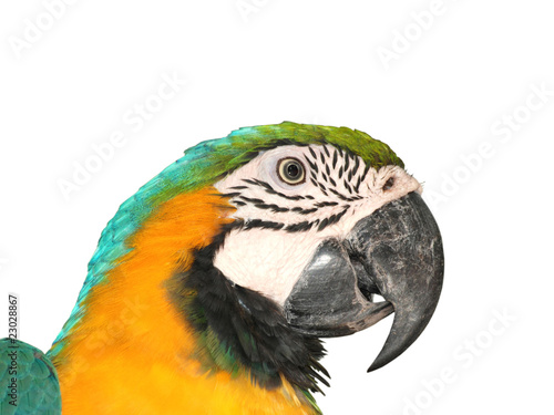 portrait macaw bird © defun