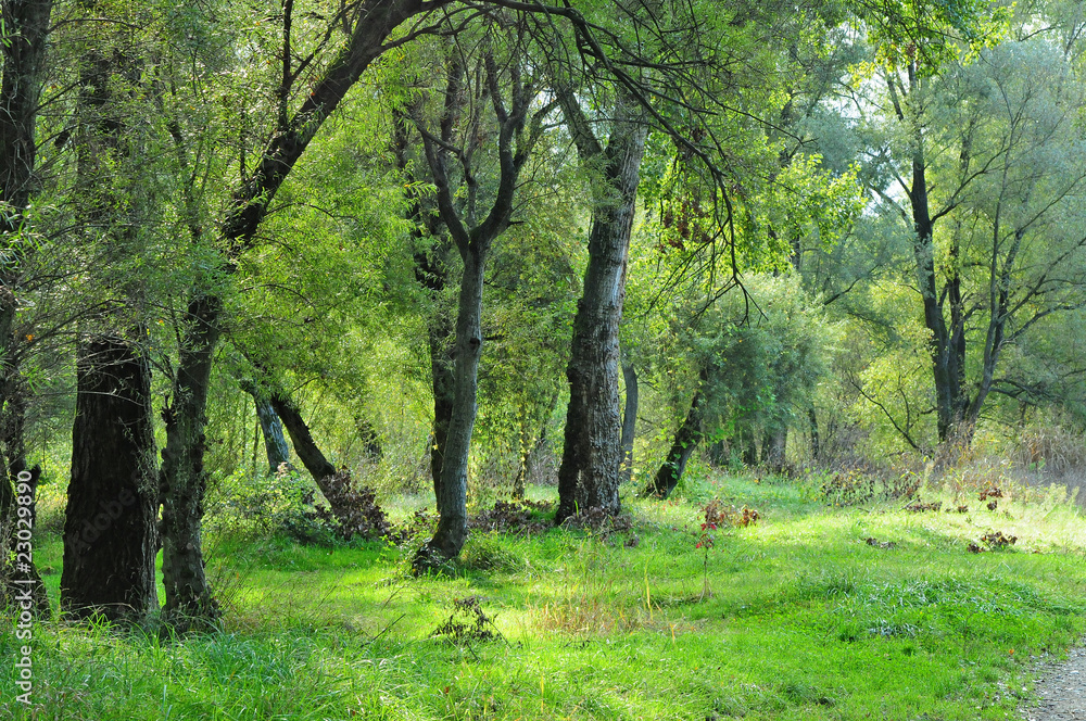 alberi 462 alberi 462